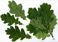 SpeciesSub: Fastigiata Group 'Hungaria' SpeciesSub: Fastigiata Group 'Hungaria'